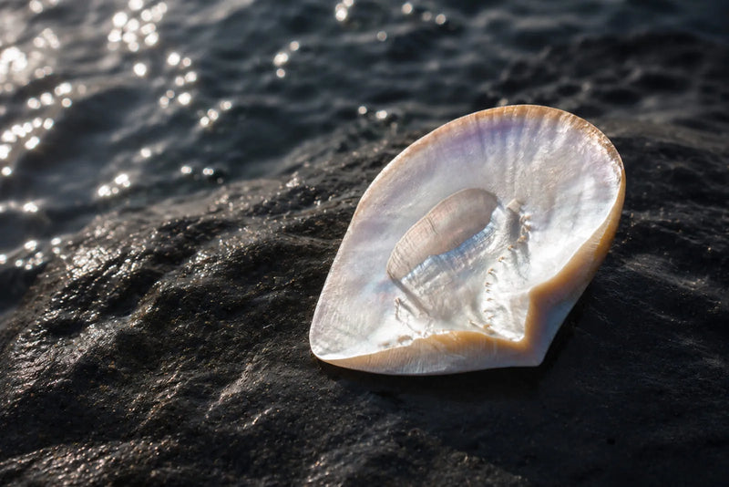 Mother of pearl shell resting on dark coastal rocks beside the sea, showing its smooth and iridescent inner surface.