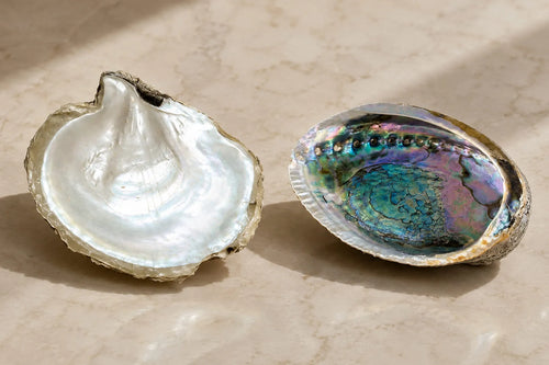 Mother of Pearl vs Abalone shown side by side, with a white nacre shell beside a colorful iridescent abalone shell.