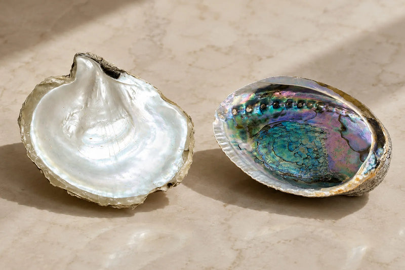 Mother of Pearl vs Abalone shown side by side, with a white nacre shell beside a colorful iridescent abalone shell.