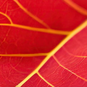 Close-up of vivid red leaf veins resembling red beads, ideal for jewelry design inspiration