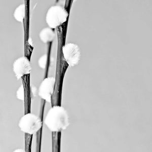 Minimalist photo of white buds on gray background, styled for gray jewellery collection