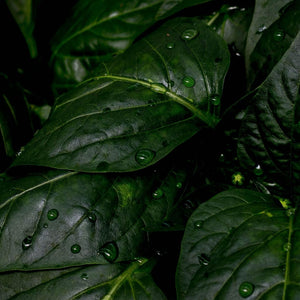 Bracelet with green in a natural setting with leafy green background with water drops used to highlight it